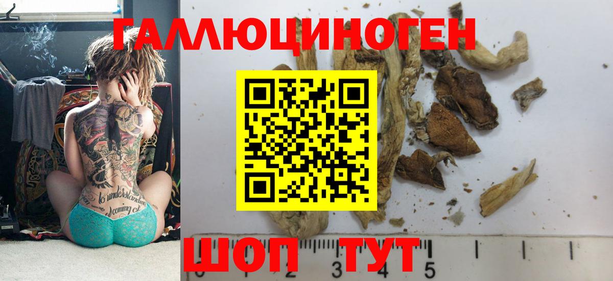 Галлюциногенные грибы Psilocybe Чехов